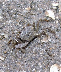 Cyrtograpsus