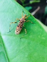 Zelurus salyavatoides