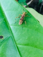 Zelurus salyavatoides