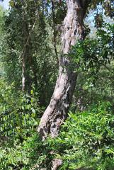 Philenoptera violacea