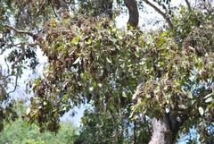 Philenoptera violacea