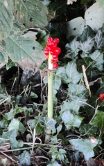 Arum cylindraceum