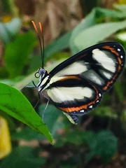 Ithomia salapia