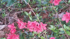 Rhododendron indicum