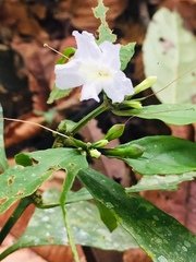 Ruellieae