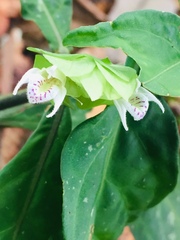 Herpetacanthus