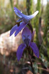Disa bifida