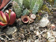 Huernia barbata barbata