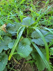Geum laciniatum