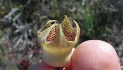 Huernia barbata barbata