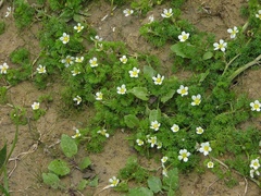 Ranunculus circinatus