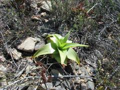 Bulbine latifolia latifolia