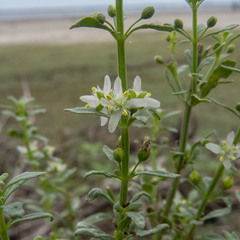 Scoparia dulcis