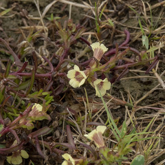 Centranthera tranquebarica