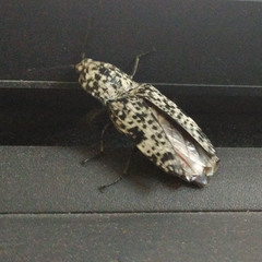 Cryptalaus sordidus