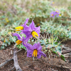 Solanum virginianum
