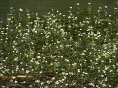 Ranunculus circinatus