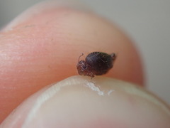 Sminthuridae