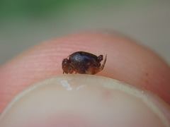 Sminthuridae