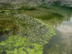 Ranunculus confervoides