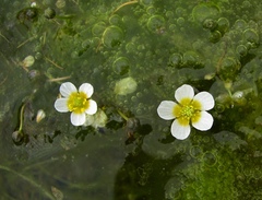 Ranunculus confervoides
