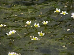 Ranunculus confervoides