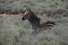 Equus zebra zebra