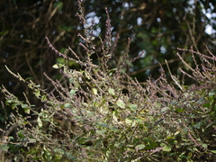 Pogostemon paniculatus