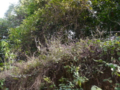 Pogostemon paniculatus