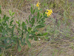 Eriosema psoraleoides
