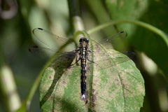 Orthetrum albistylum