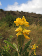 Eriosema psoraleoides