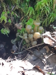 Leotia lubrica image