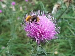 Bombus pascuorum