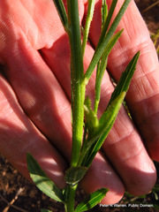 Afroaster pleiocephalus