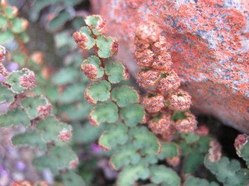 Asplenium cordatum (Asplenium cordatum)