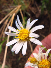 Afroaster pleiocephalus