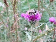 Bombus sylvarum