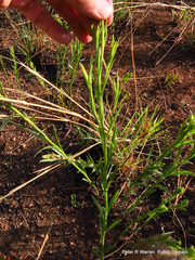 Afroaster pleiocephalus