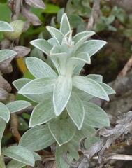 Helichrysum retortum
