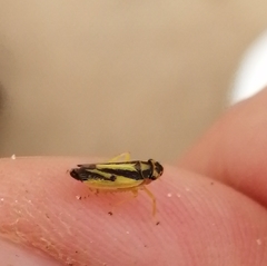 Evacanthus interruptus