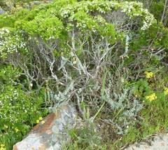Helichrysum retortum