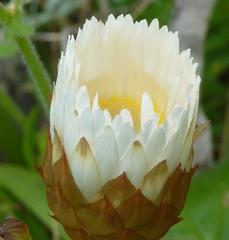 Helichrysum retortum