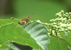 Oriens paragola