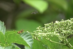 Oriens paragola