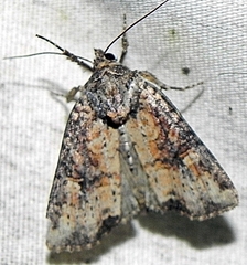 Mesapamea fractilinea