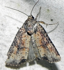 Mesapamea fractilinea