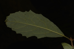 Gmelina leichhardtii