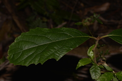 Gmelina leichhardtii