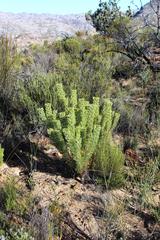 Paranomus bracteolaris